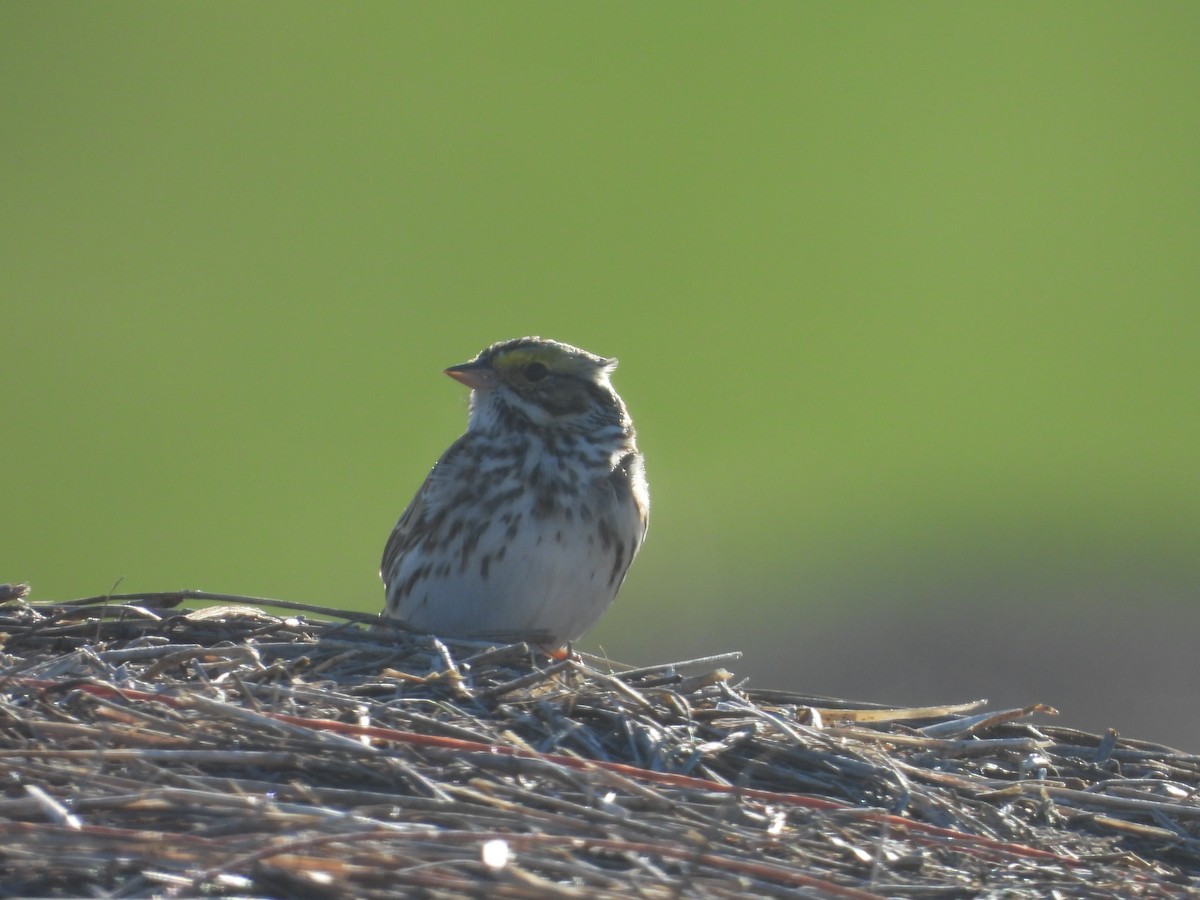 Savannah Sparrow - ML617745642