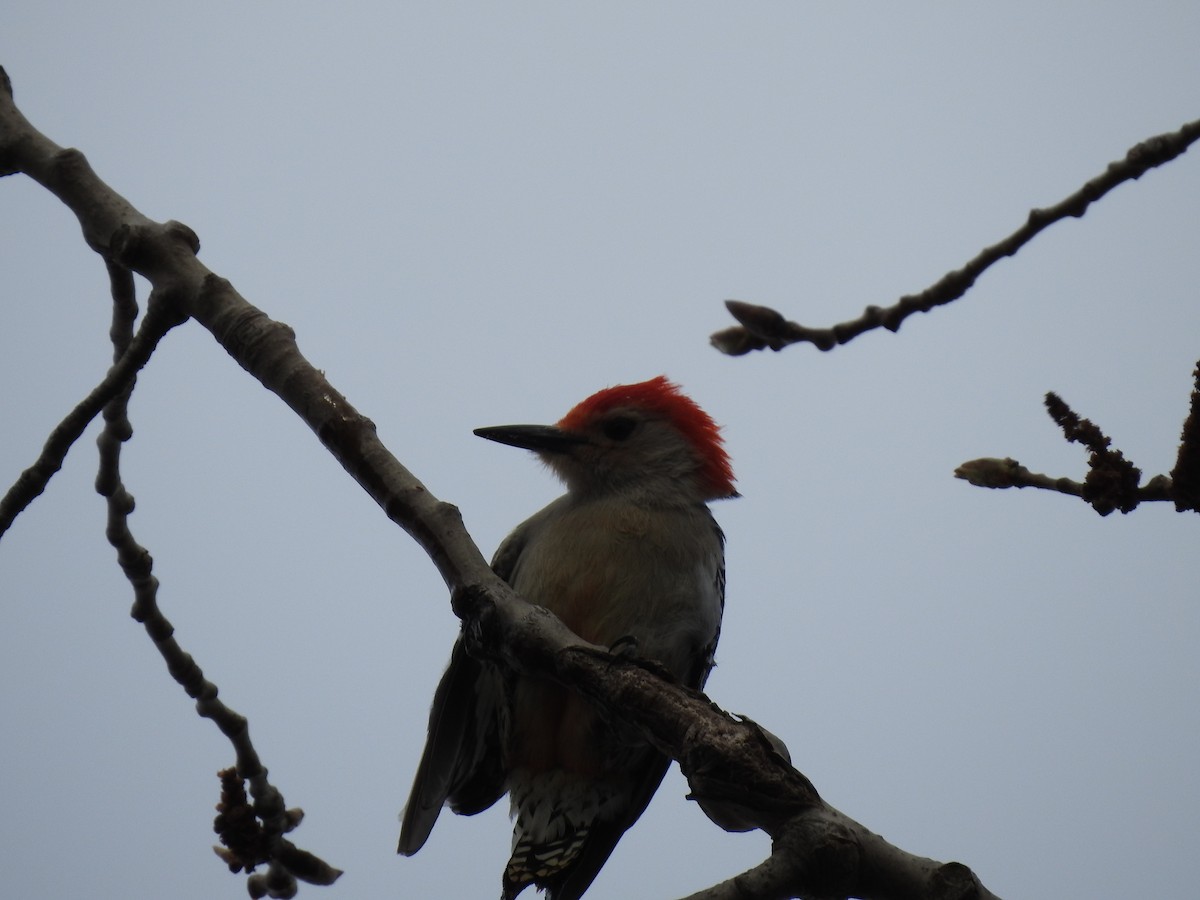 Red-bellied Woodpecker - ML617745688