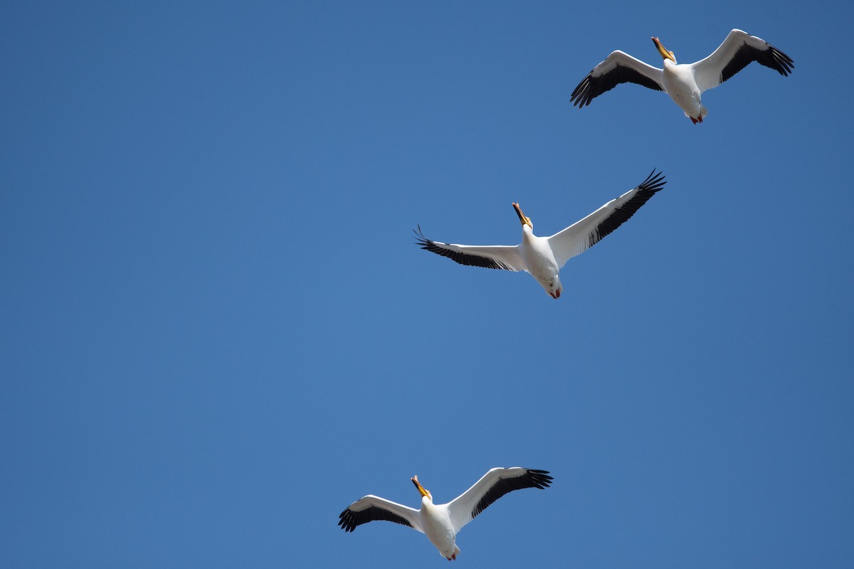 American White Pelican - Candice Lowther