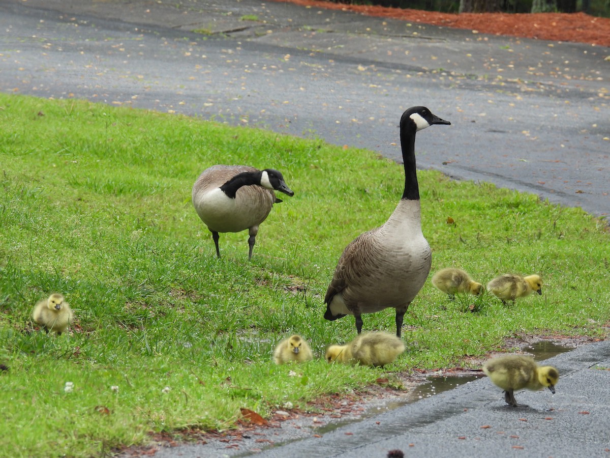 Canada Goose - ML617745765