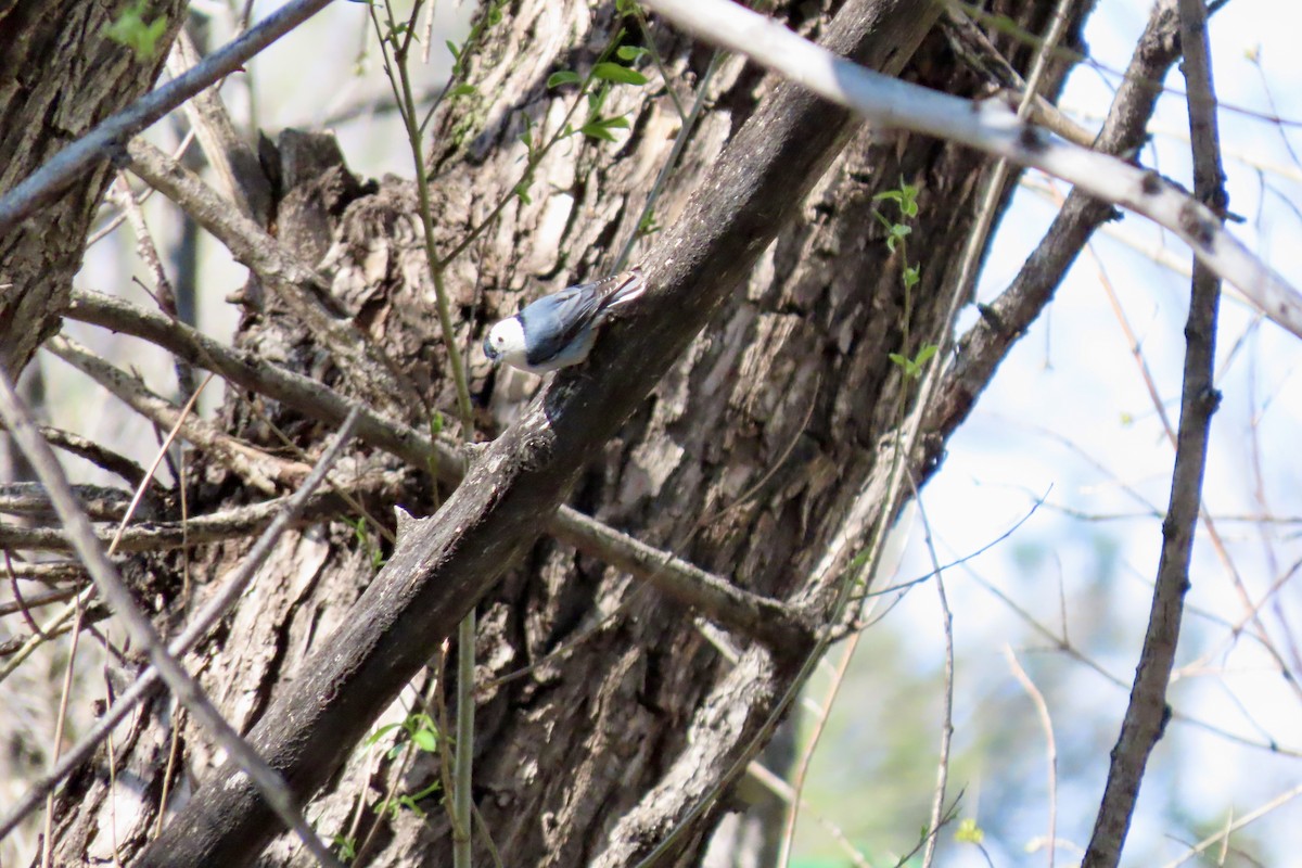 White-breasted Nuthatch - ML617745803