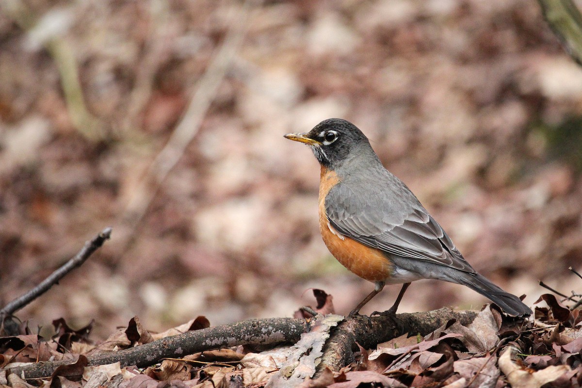 American Robin - ML617745808