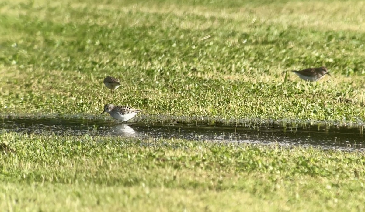 Semipalmated Sandpiper - Christian Walker