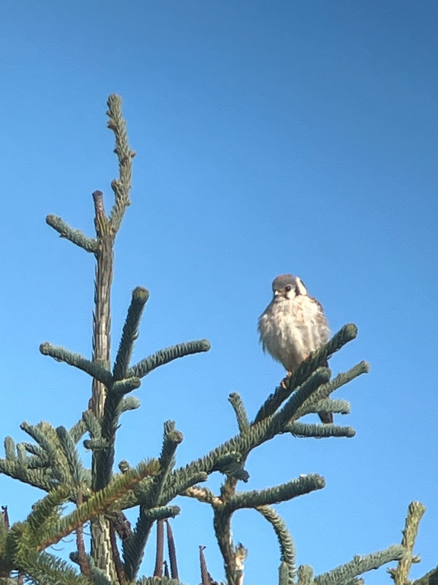 American Kestrel - ML617745837