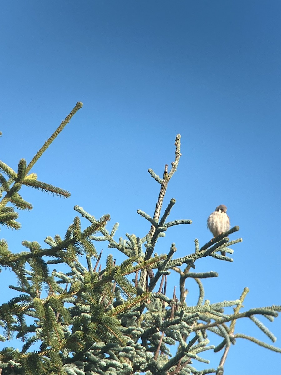 American Kestrel - ML617745840