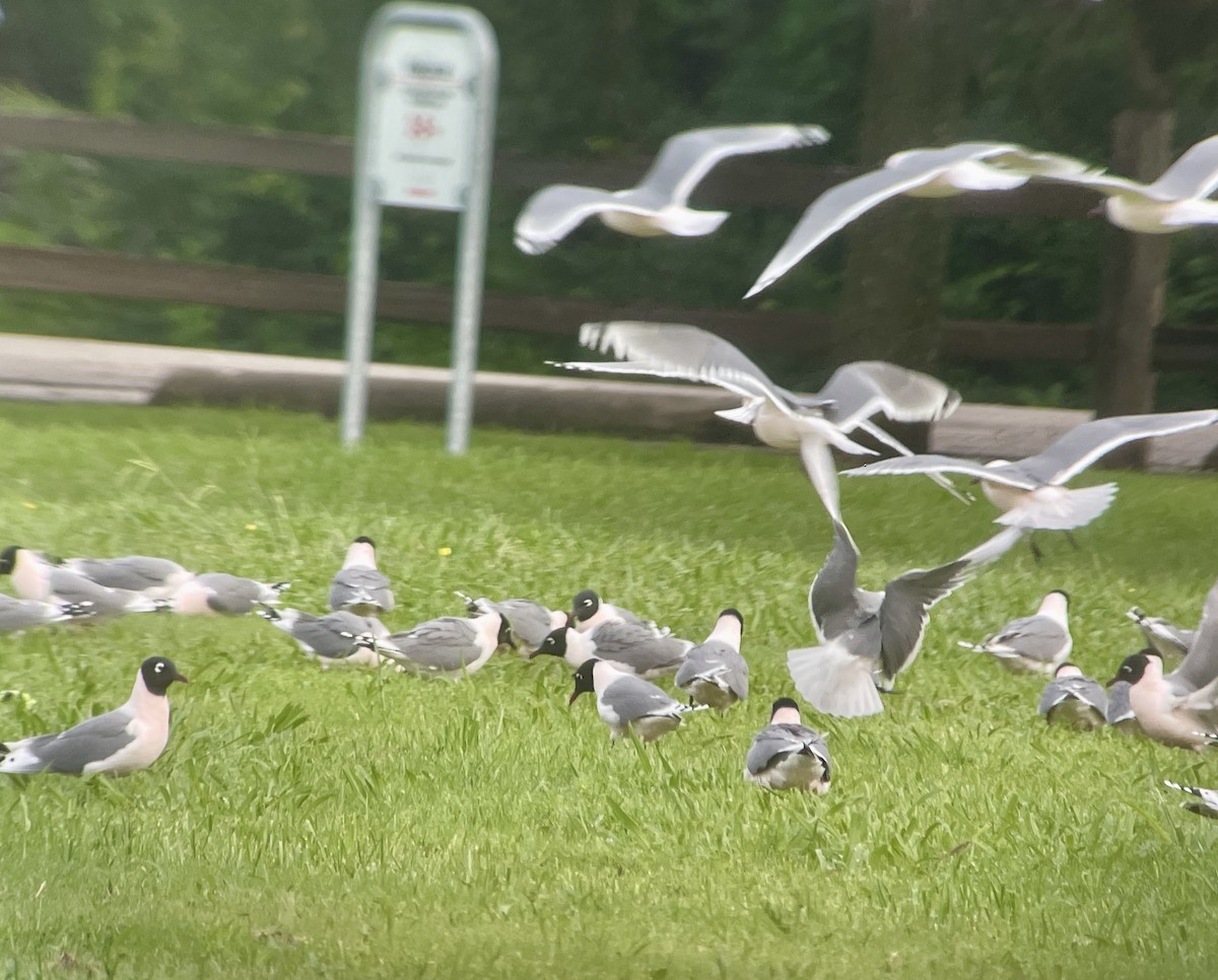 Franklin's Gull - Christian Walker