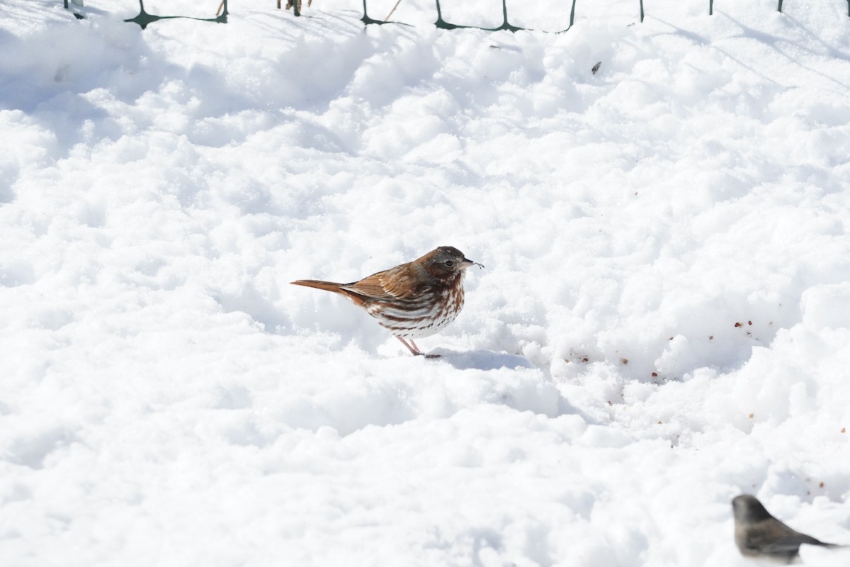 Fox Sparrow (Red) - Amy Swarr