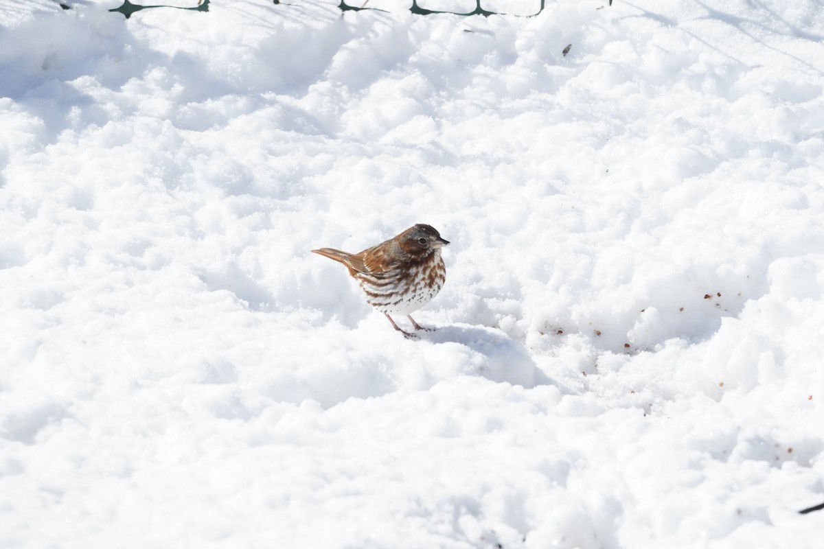 Fox Sparrow (Red) - Amy Swarr