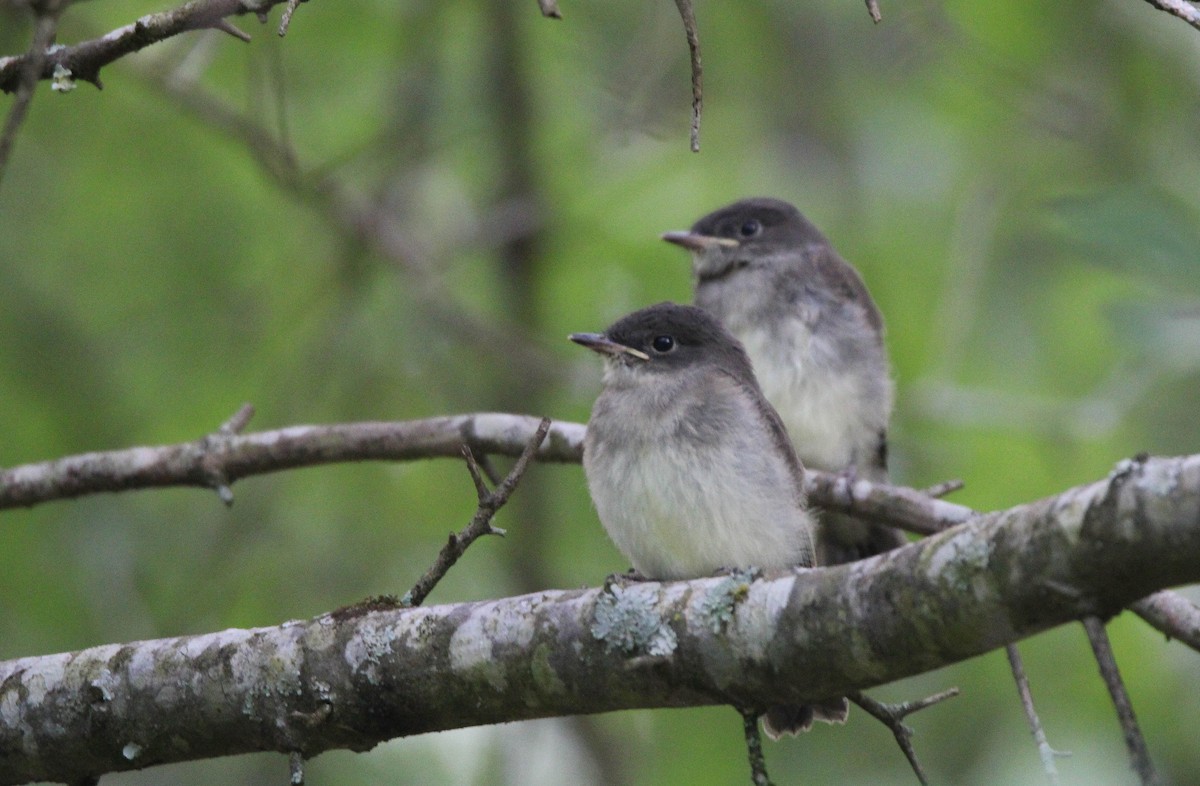 Eastern Phoebe - ML617745938