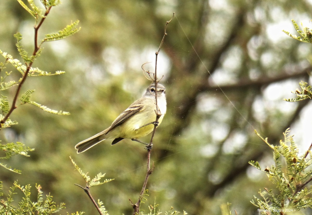 Straneck's Tyrannulet - fernando segura