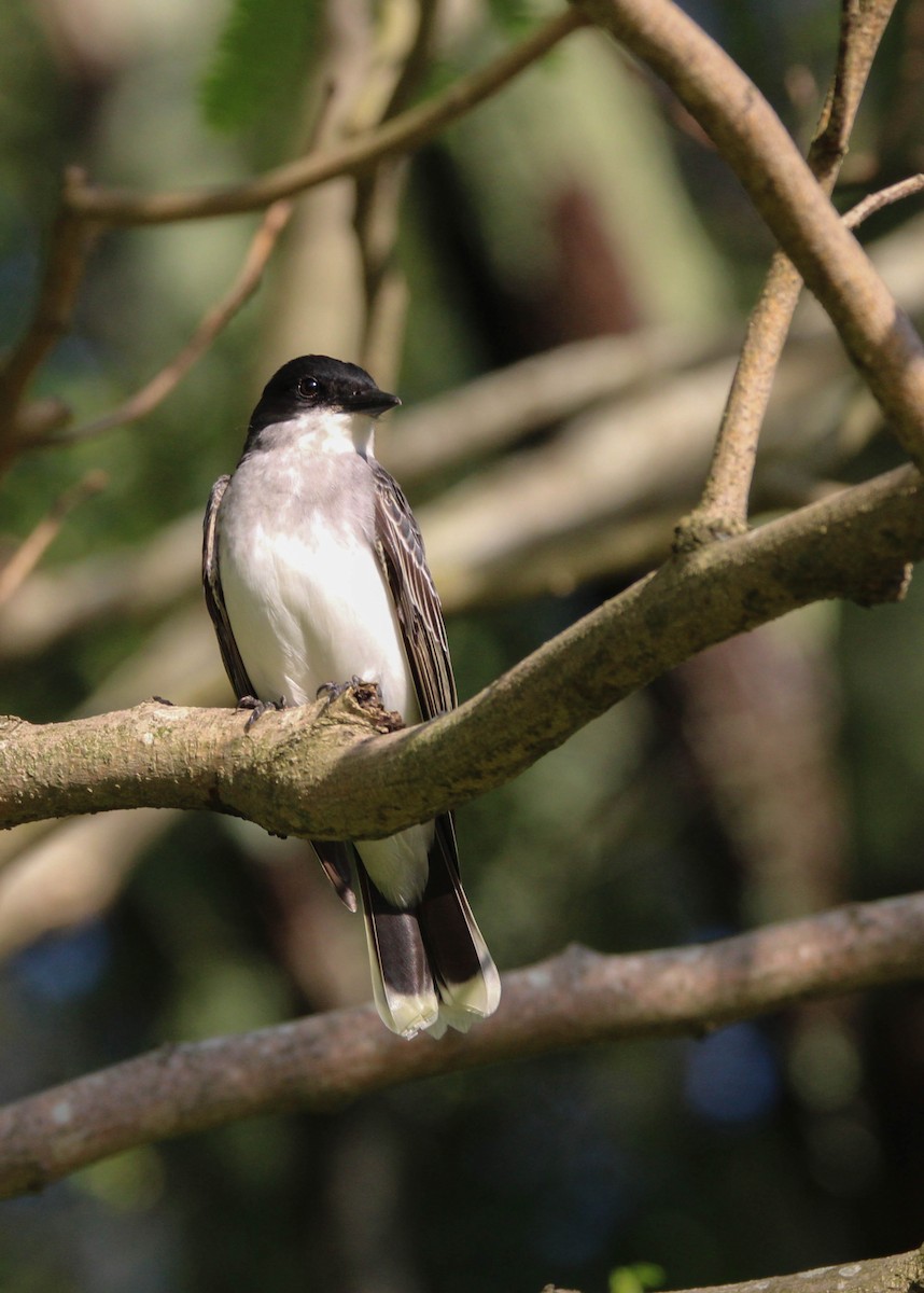 Eastern Kingbird - David Tilson