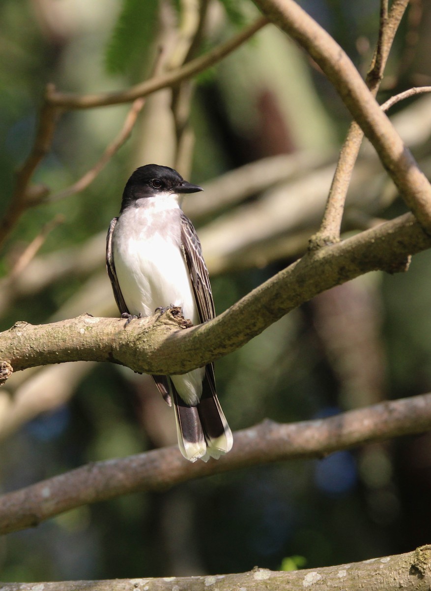 Eastern Kingbird - ML617745969