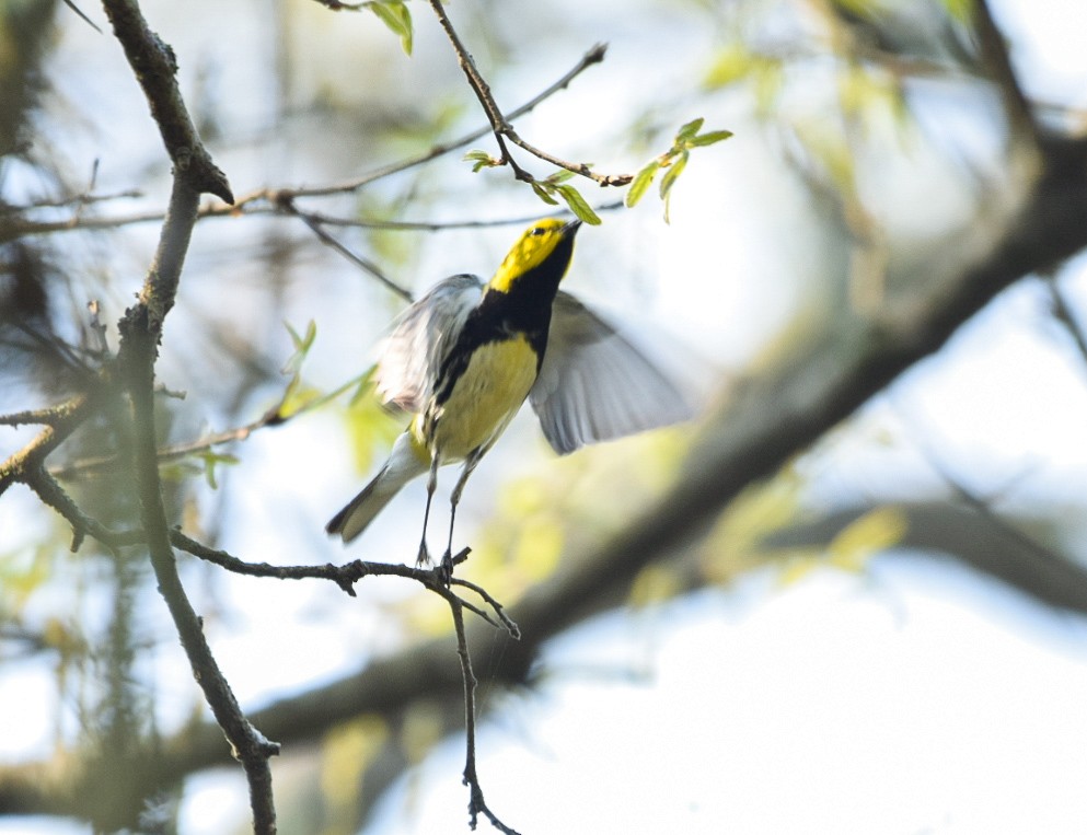 Black-throated Green Warbler - Gabriel Valle Tercero