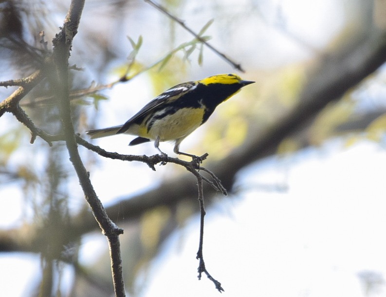 Black-throated Green Warbler - ML617745981