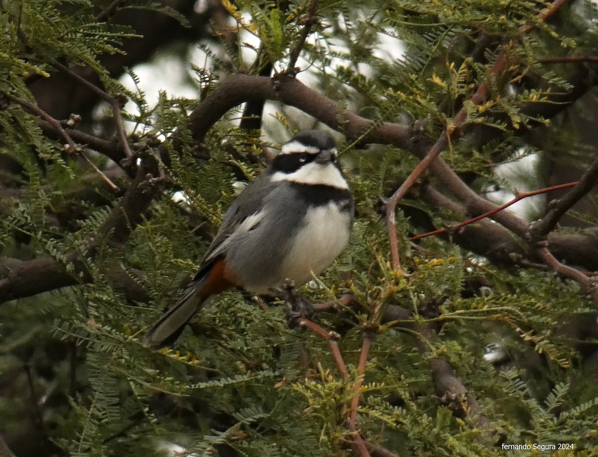 Ringed Warbling Finch - fernando segura