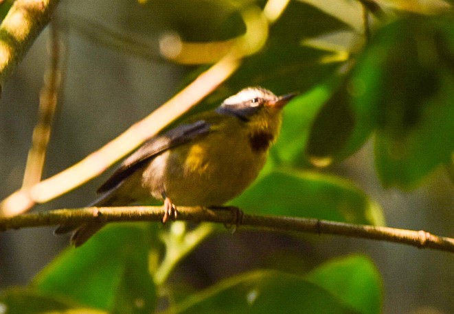 Crescent-chested Warbler - Gabriel Valle Tercero