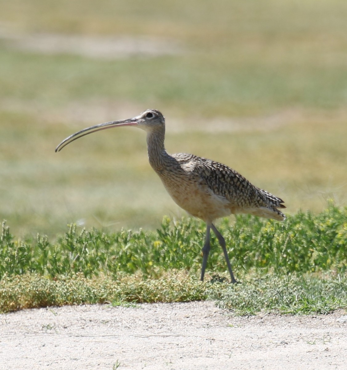 Long-billed Curlew - ML617746057