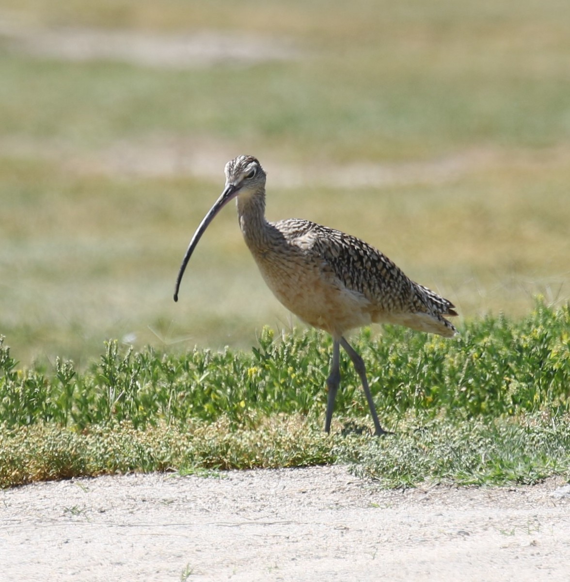Long-billed Curlew - ML617746063