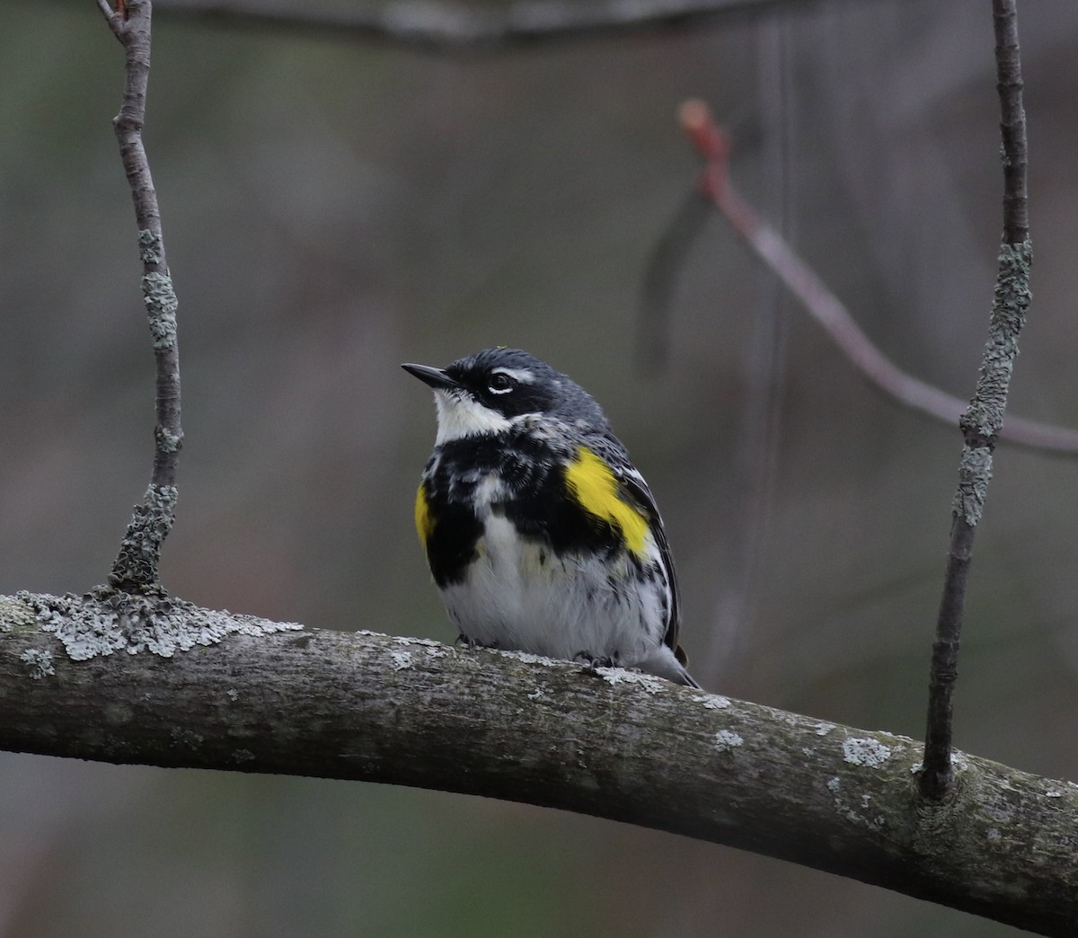 Yellow-rumped Warbler - ML617746064