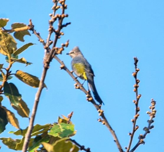 Gray Silky-flycatcher - Gabriel Valle Tercero