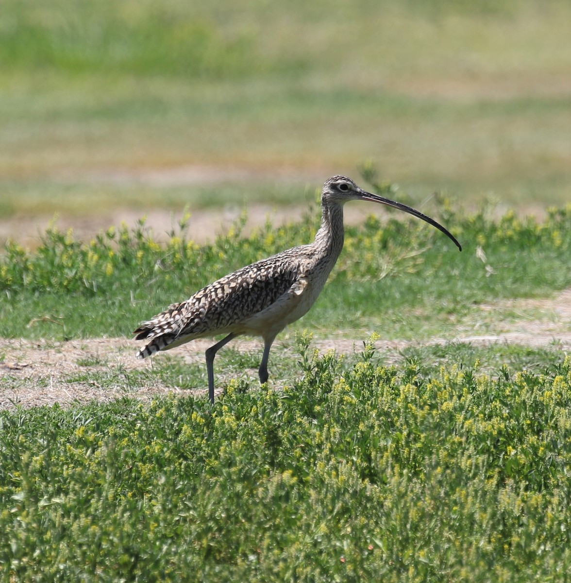Long-billed Curlew - ML617746070