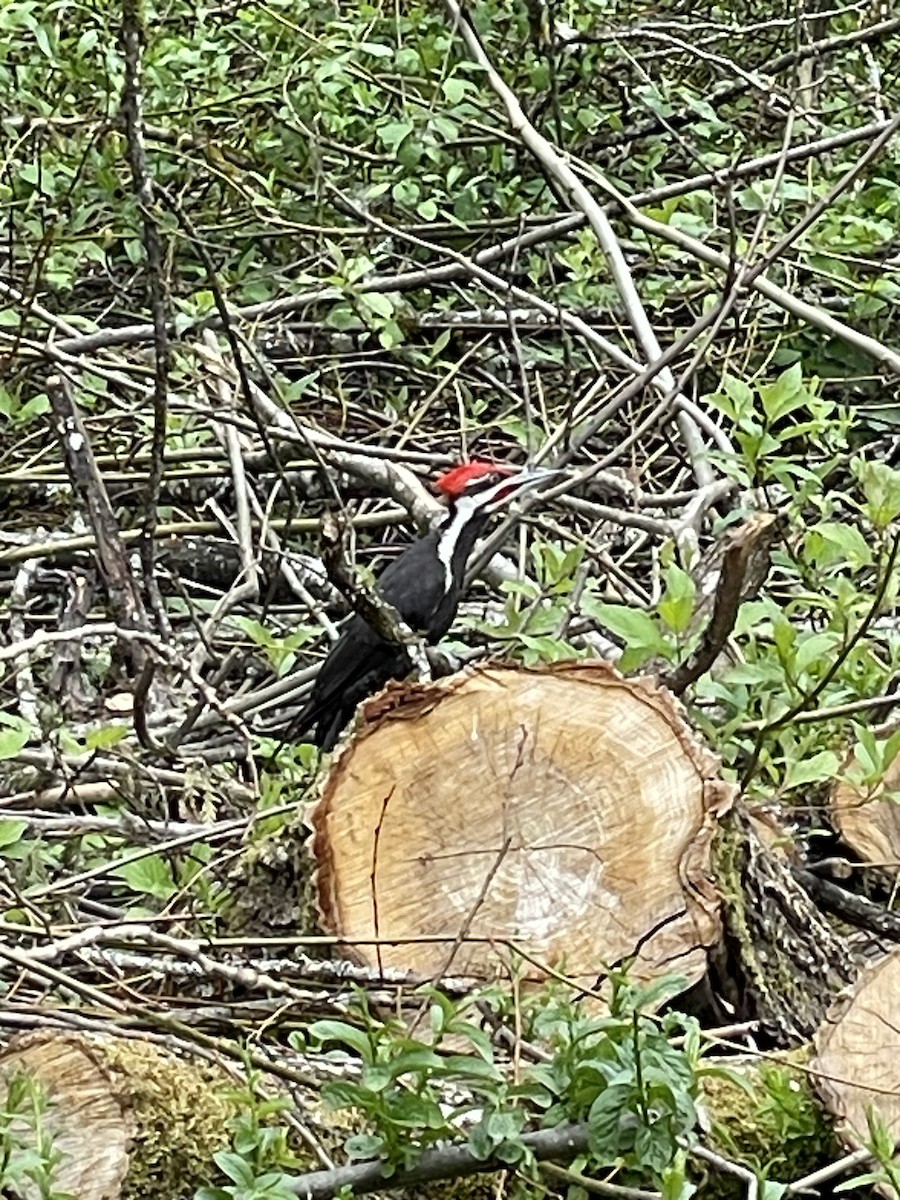 Pileated Woodpecker - ML617746075