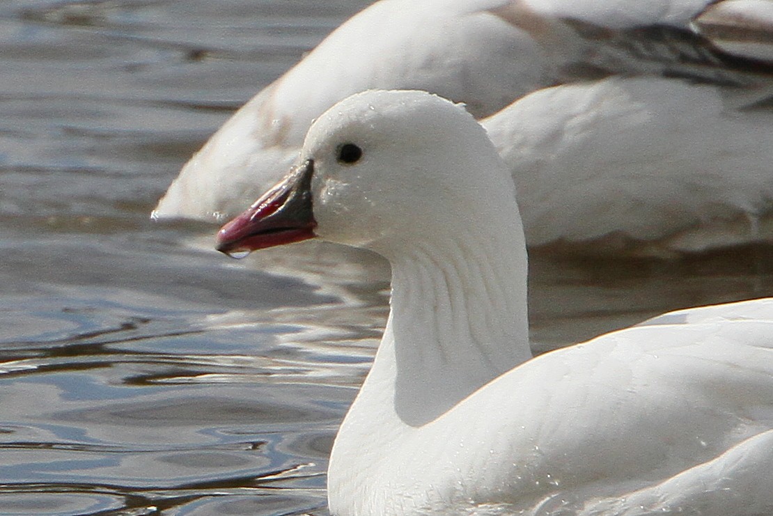 Snow x Ross's Goose (hybrid) - ML617746089