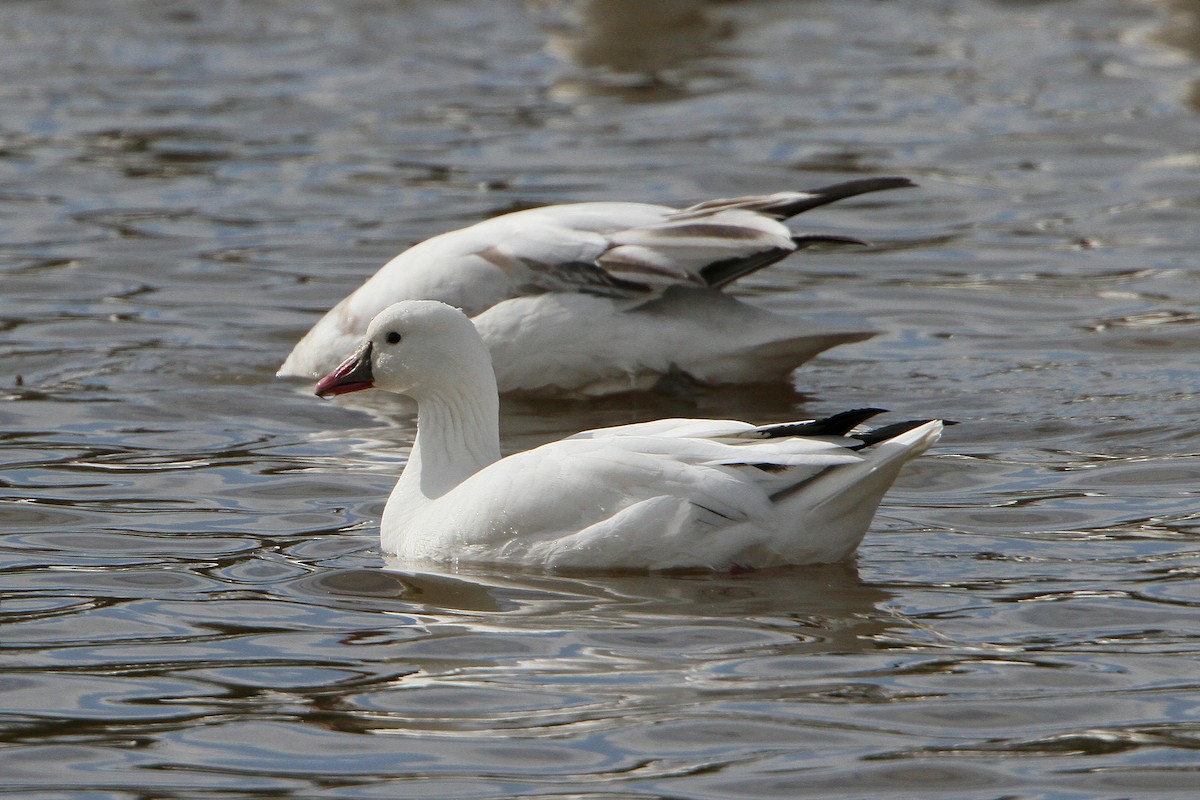 Snow x Ross's Goose (hybrid) - ML617746090