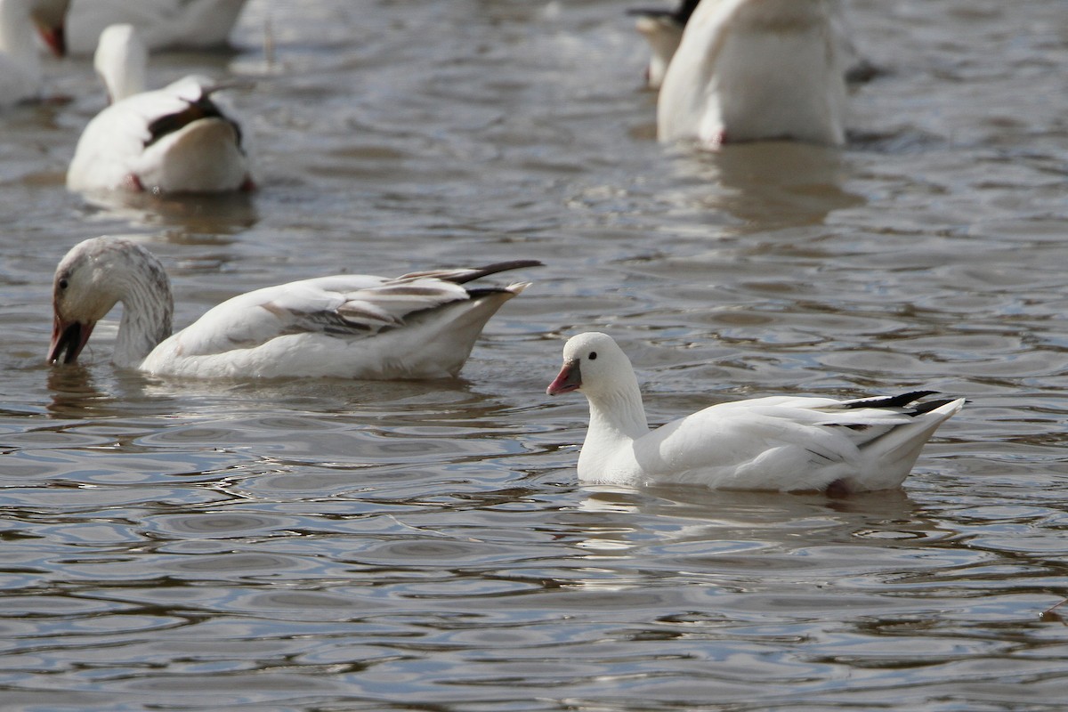 Snow x Ross's Goose (hybrid) - ML617746091