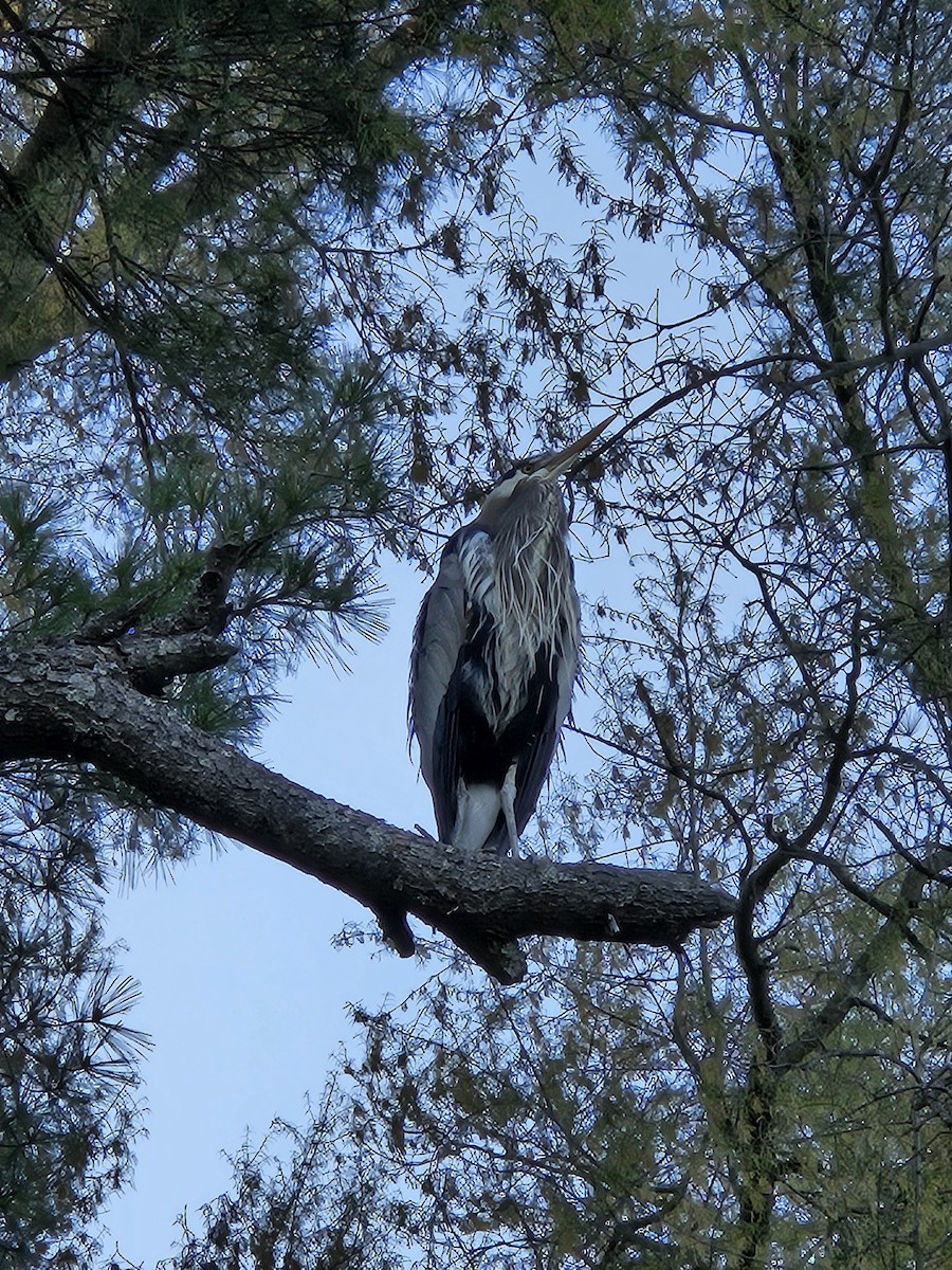 Great Blue Heron - ML617746093