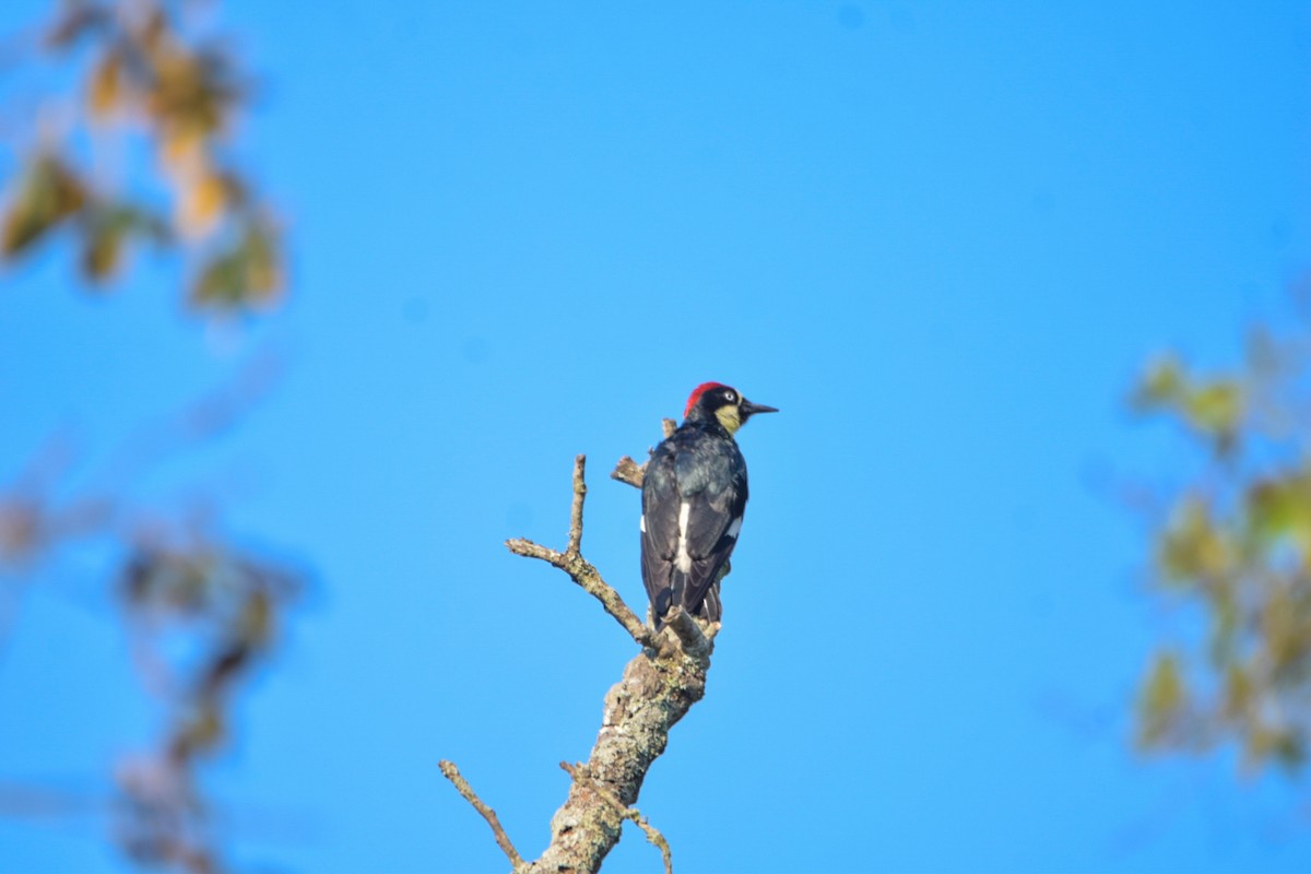 Acorn Woodpecker - Gabriel Valle Tercero