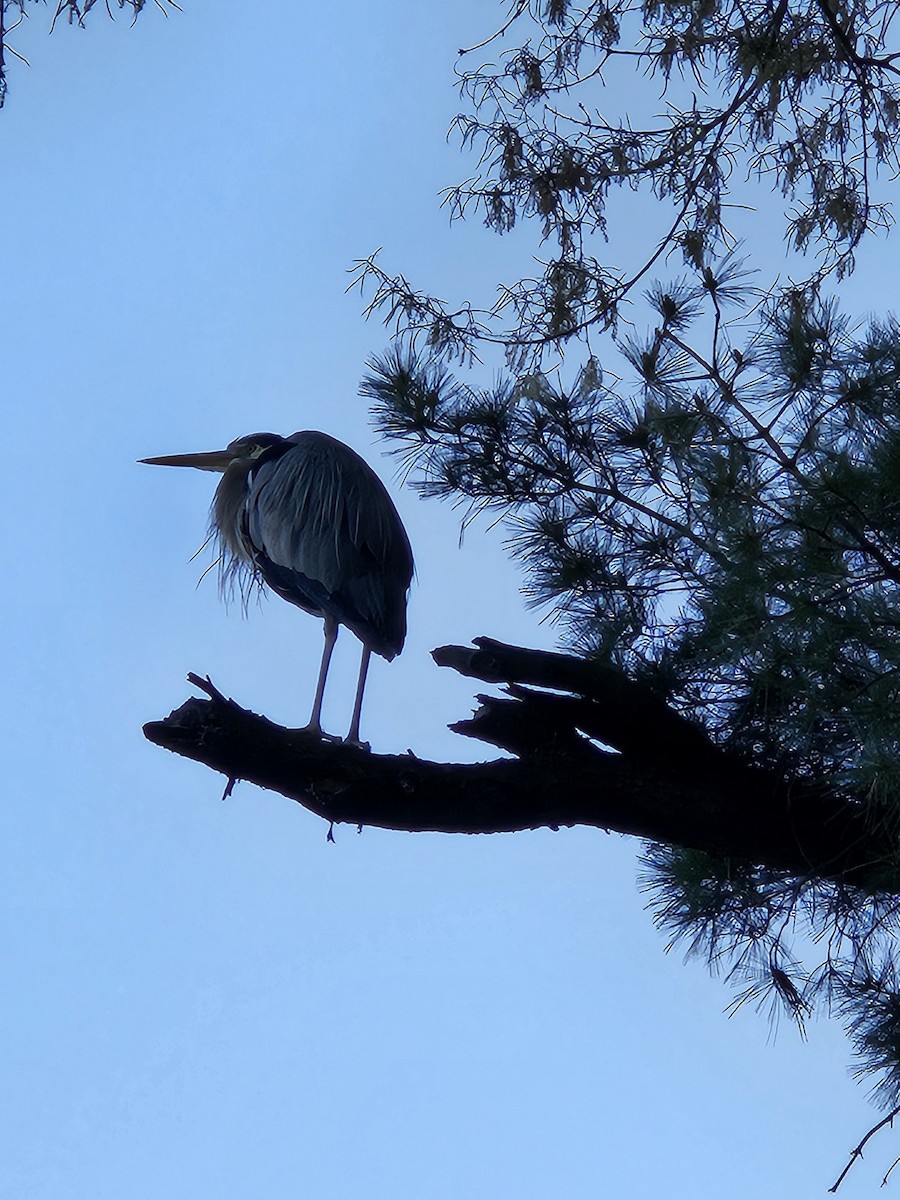 Great Blue Heron - ML617746116