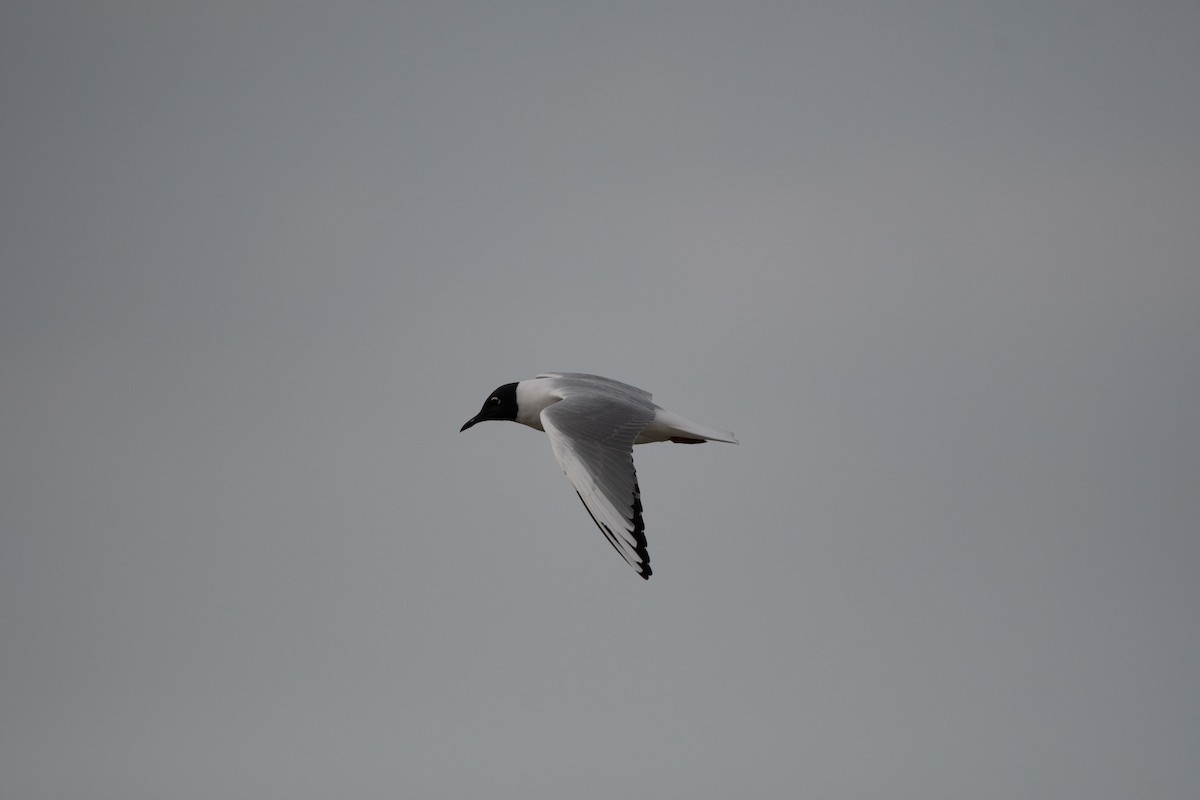 Bonaparte's Gull - Candice Lowther