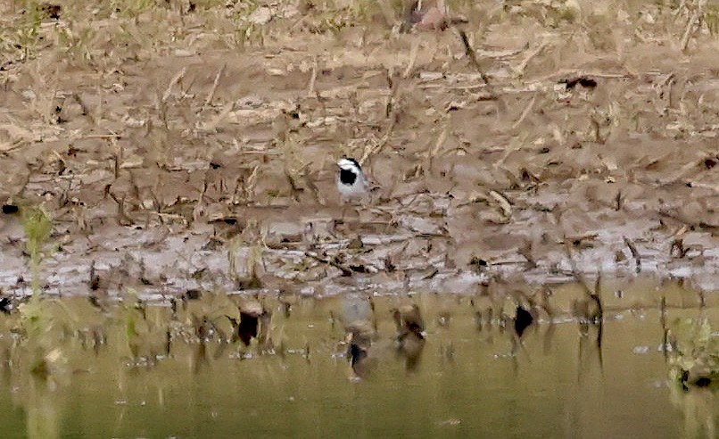 White Wagtail - Natalie Carusillo