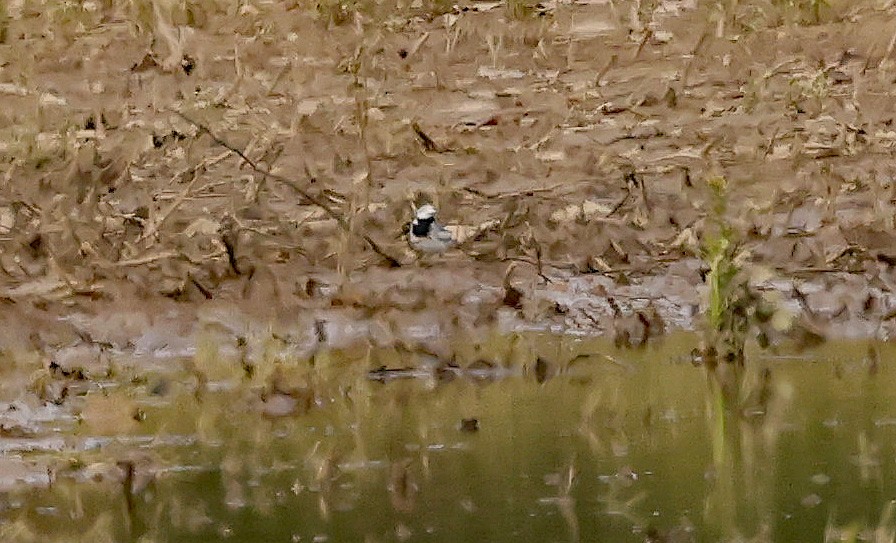 White Wagtail - Natalie Carusillo