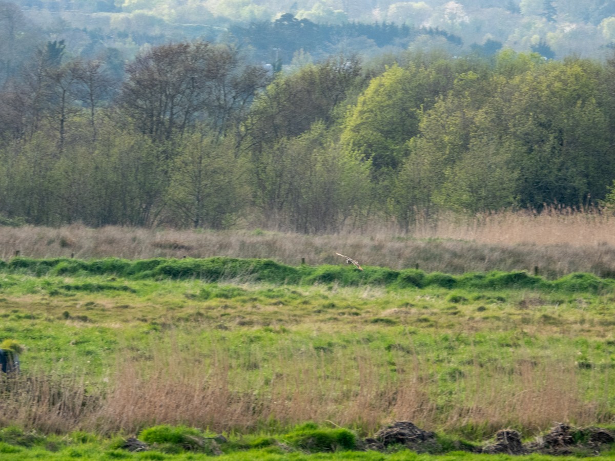 Short-eared Owl - Luis Leon