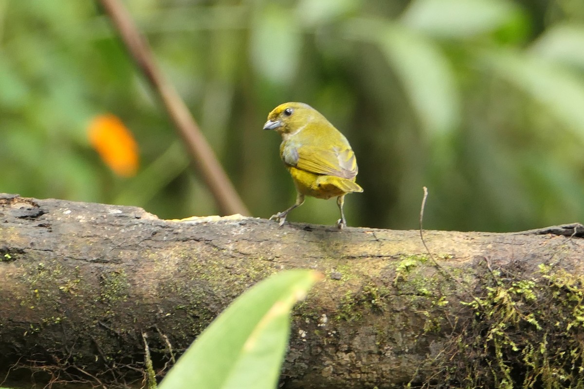 Orange-crowned Euphonia - ML617746195