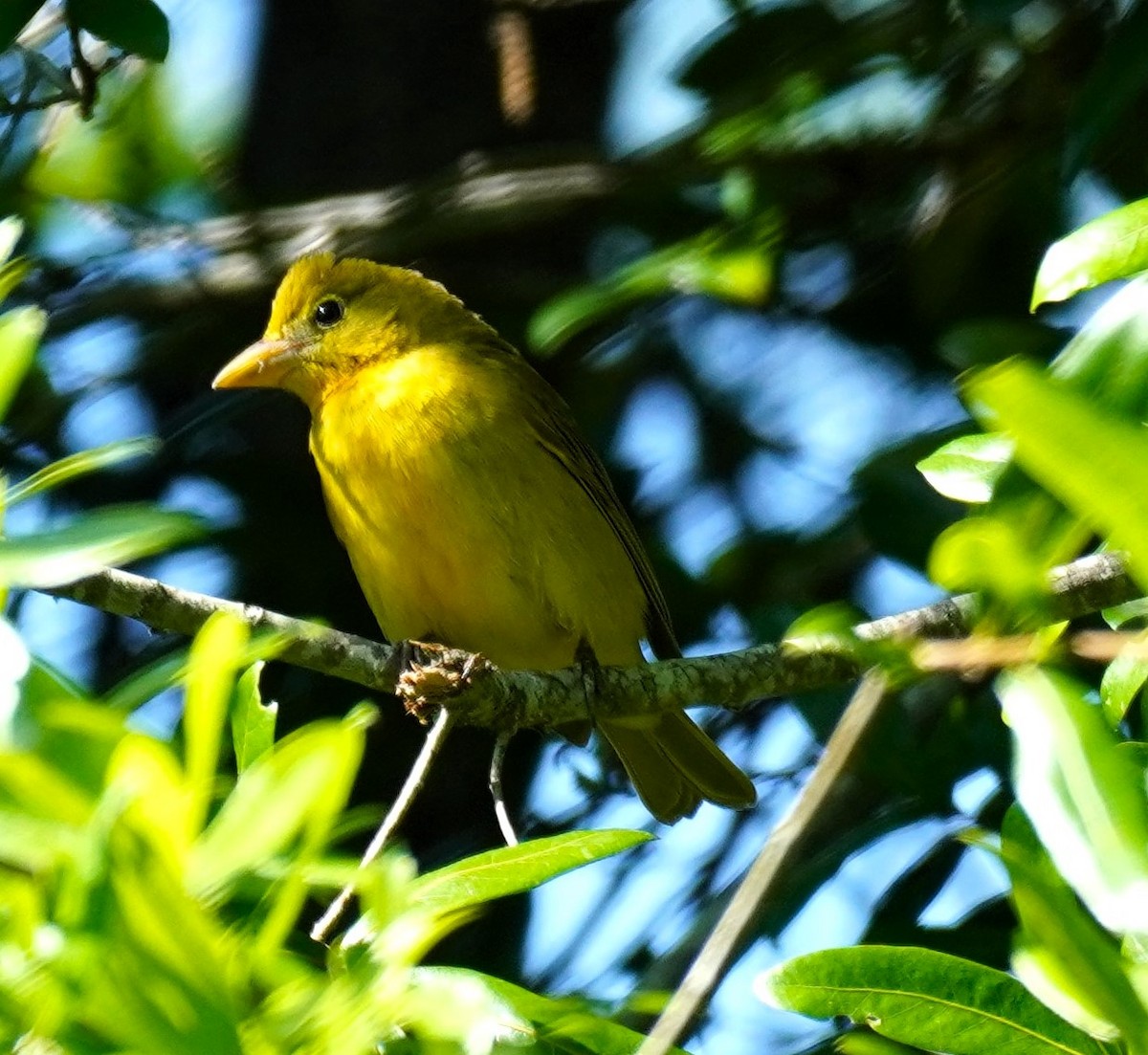 Summer Tanager - ML617746199