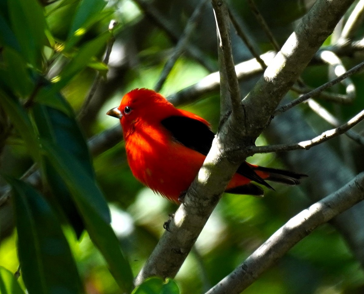 Scarlet Tanager - Karen Stanmore