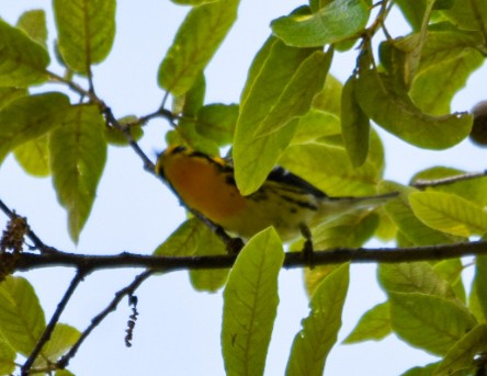 Blackburnian Warbler - ML617746210