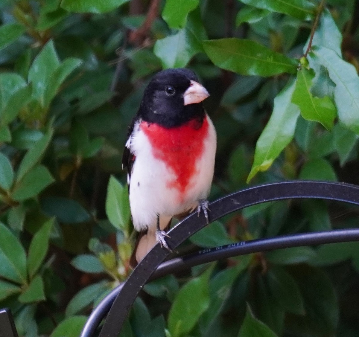 Rose-breasted Grosbeak - Karen Stanmore