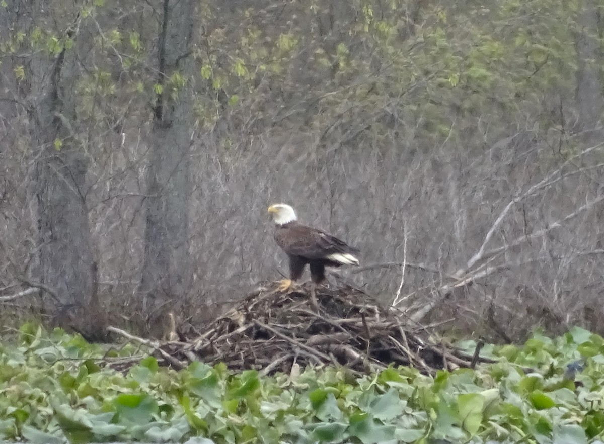 Bald Eagle - ML617746243