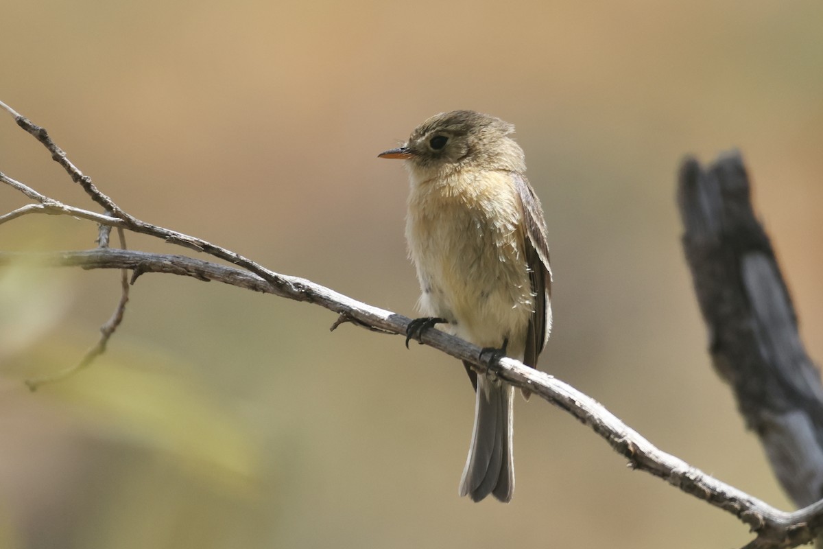 Buff-breasted Flycatcher - Ryan Terrill