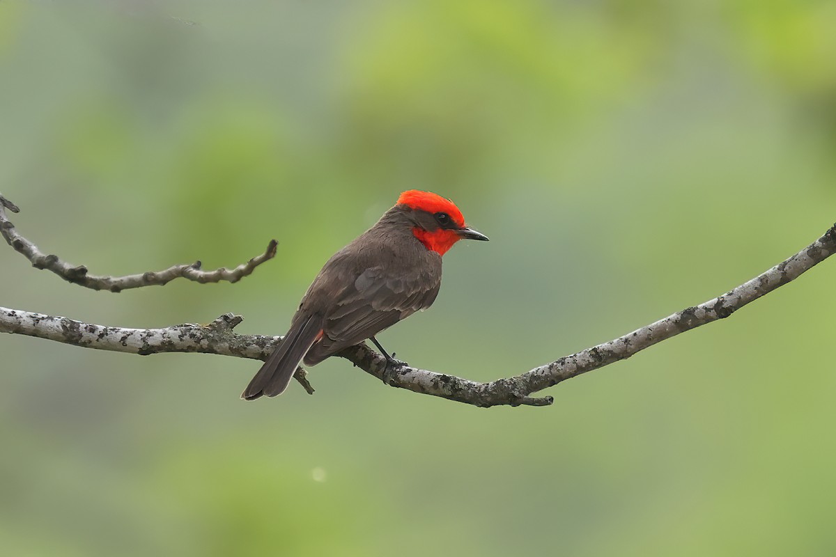 Vermilion Flycatcher - ML617746273