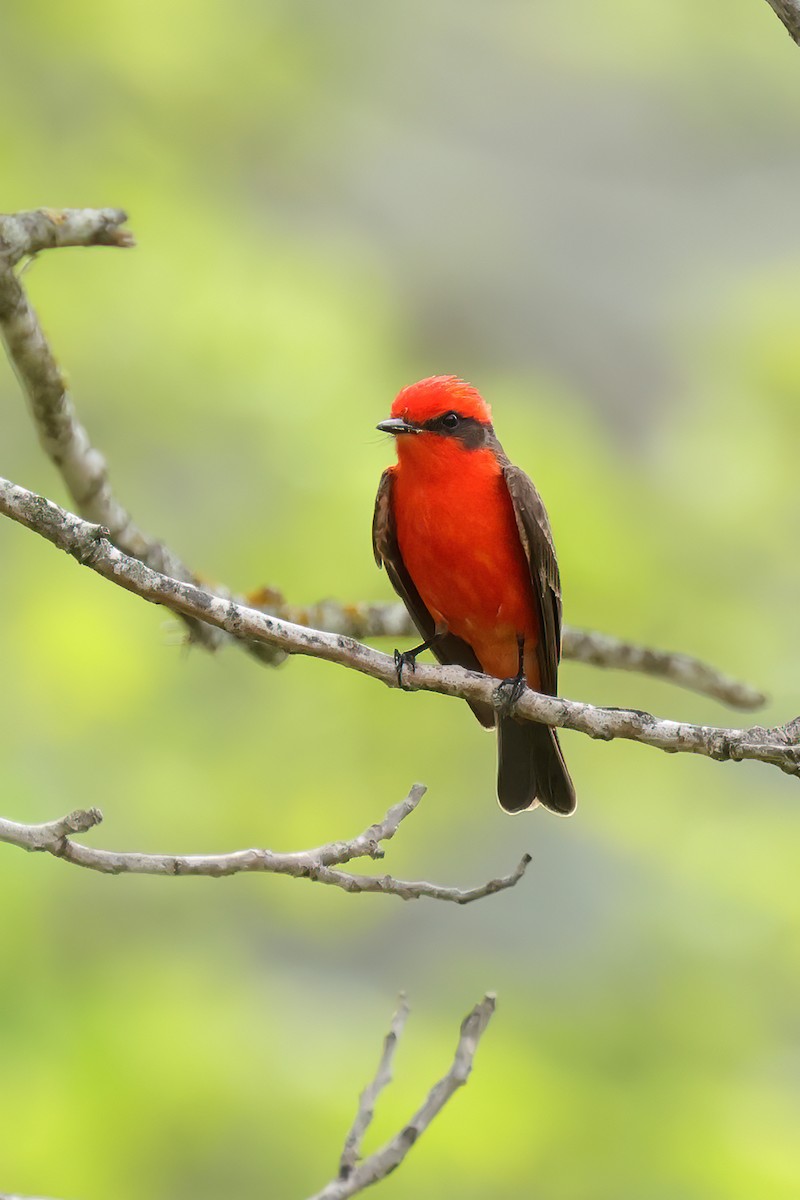 Vermilion Flycatcher - ML617746274