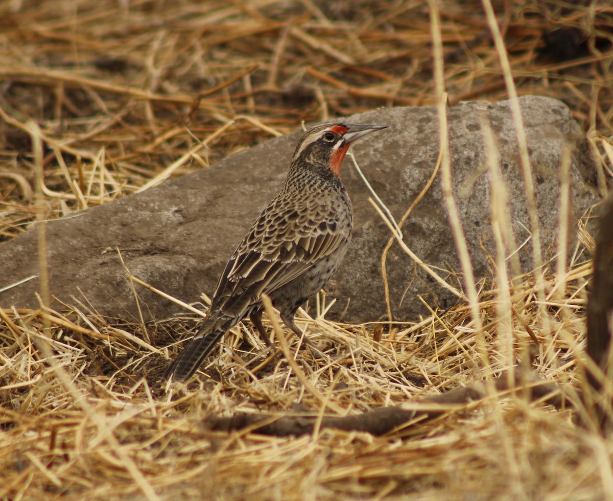 Long-tailed Meadowlark - ML617746289