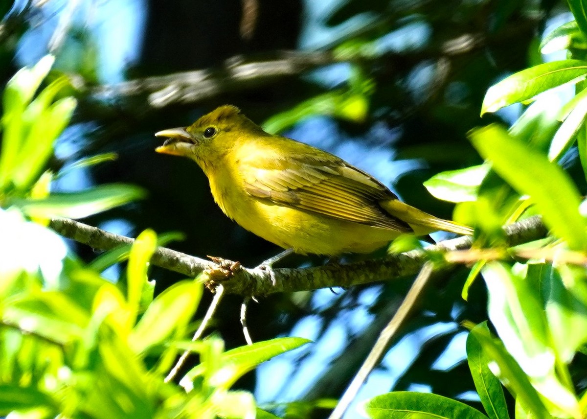 Summer Tanager - ML617746302