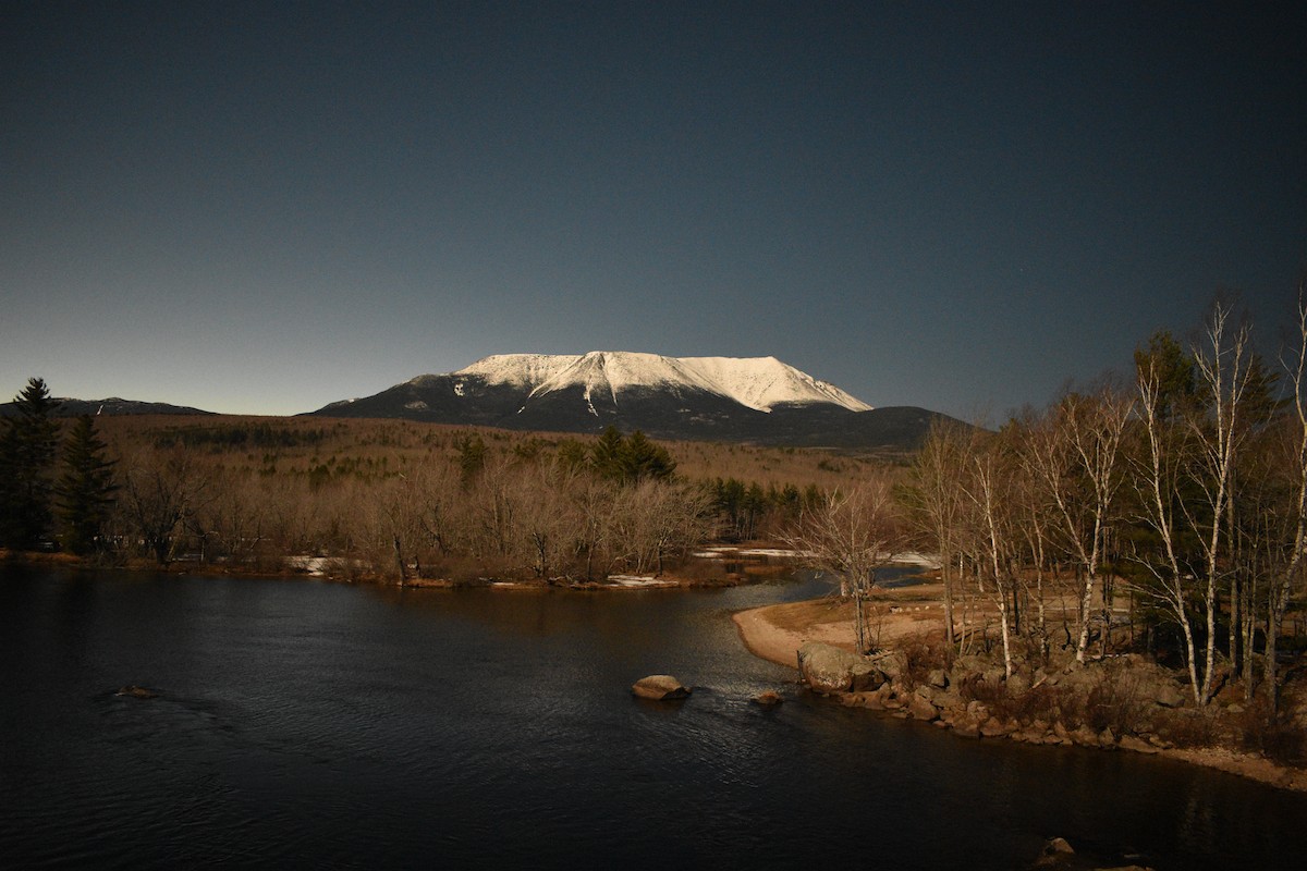 Pygargue à tête blanche - ML617746308