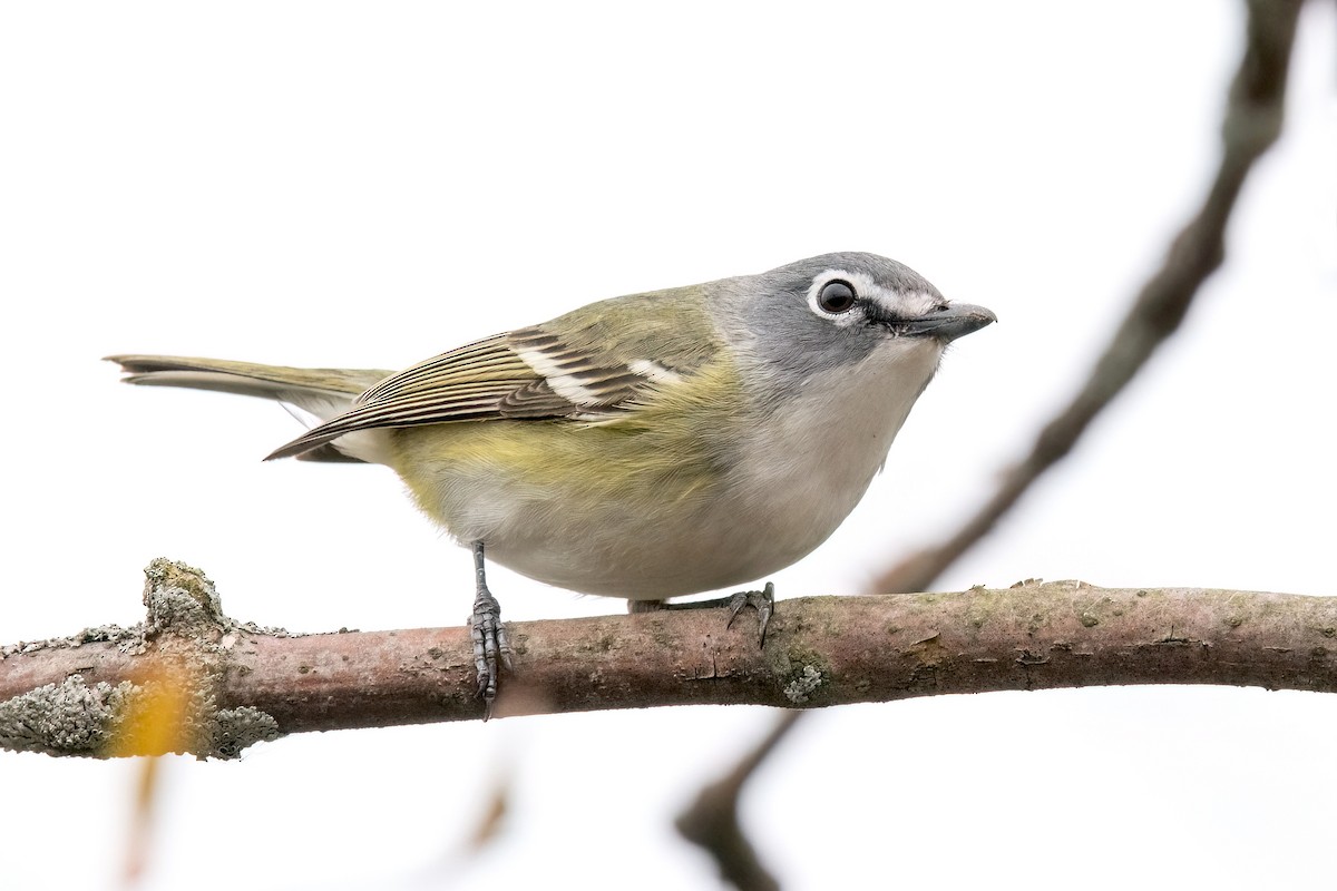 Vireo Solitario - ML617746317