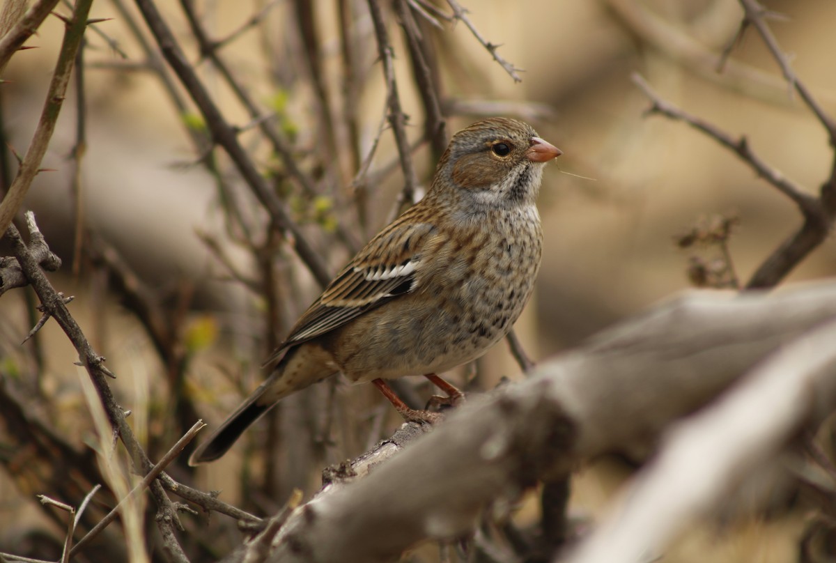 Mourning Sierra Finch - Ada Rebolledo